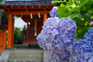 【写真】関西のアジサイ巡り①奈良・矢田寺で驚異のアジサイ量を楽しむ
